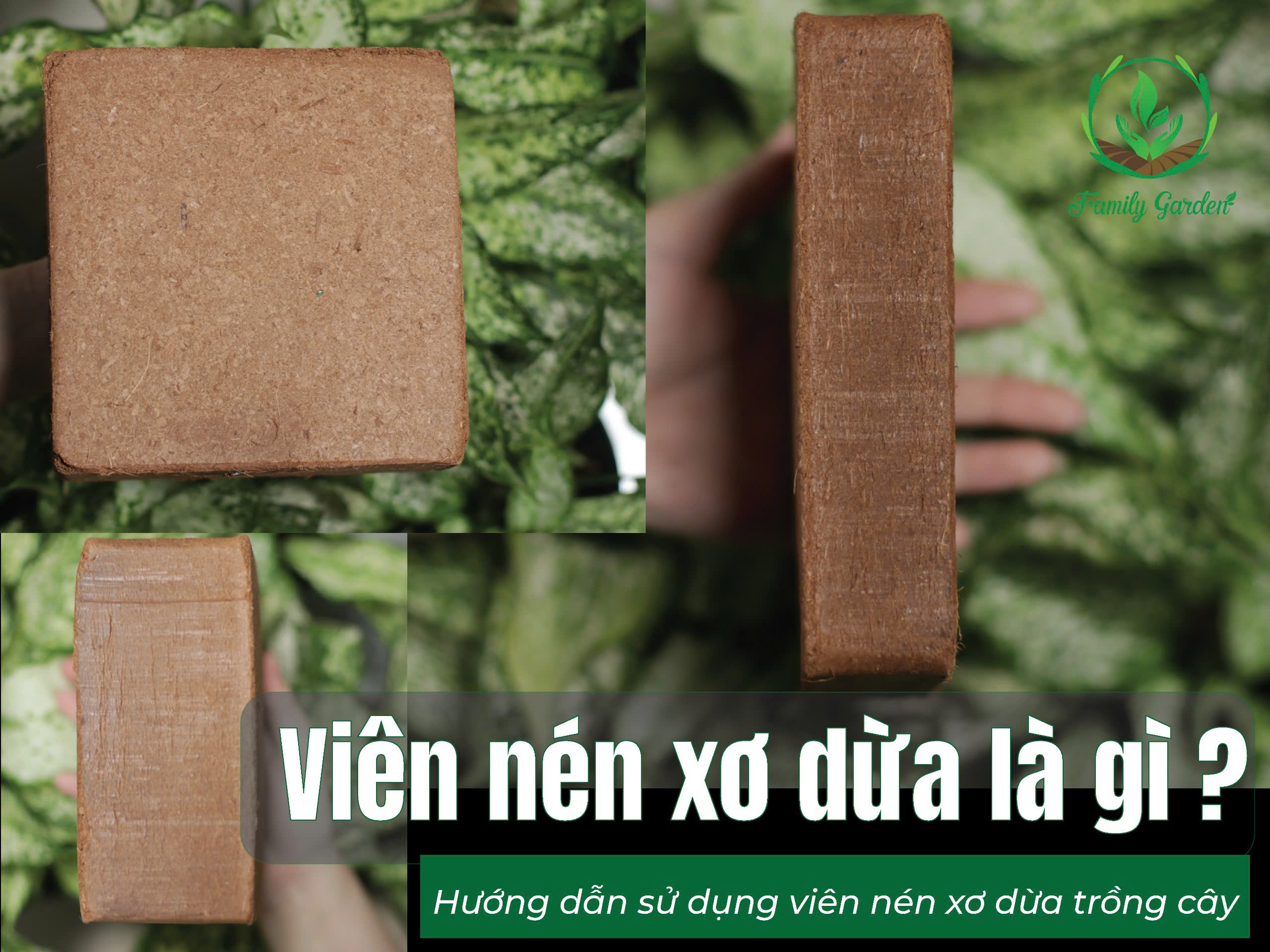 Viên nén xơ dừa là gì? Hướng dẫn sử dụng
